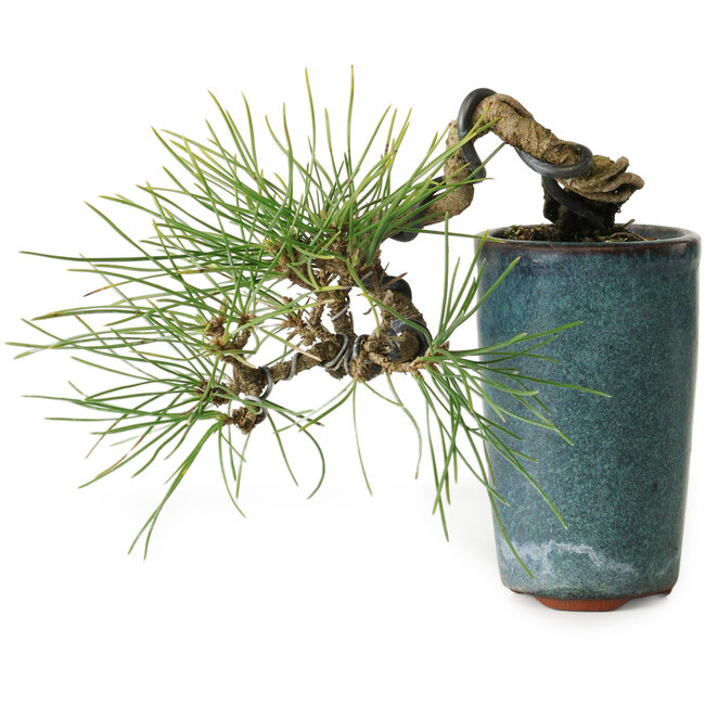 Pinus thunbergii, 8,5 cm, ± 8 ans