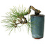 Pinus thunbergii, 8,5 cm, ± 8 ans