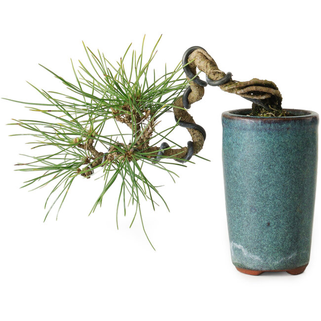 Pinus thunbergii, 8,5 cm, ± 8 ans