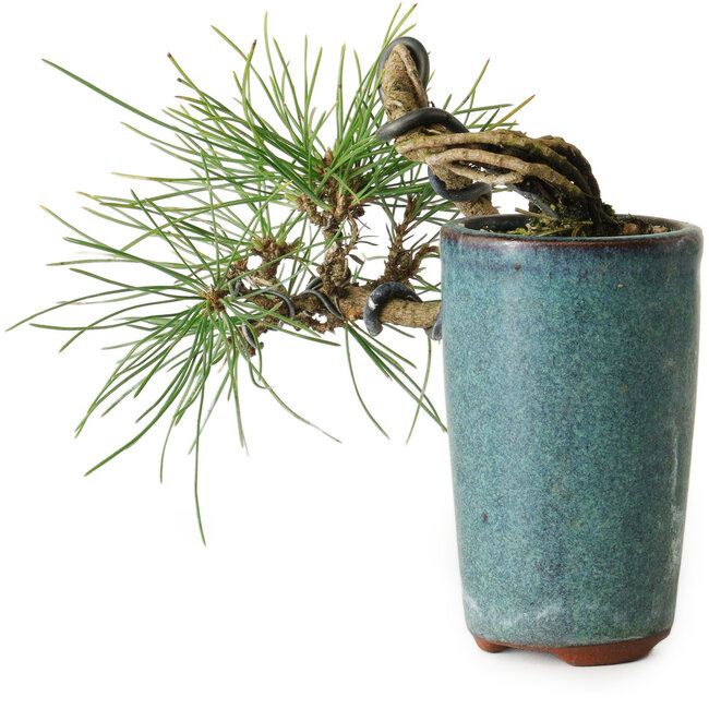 Pinus thunbergii, 8,5 cm, ± 8 ans