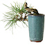 Pinus thunbergii, 8,5 cm, ± 8 ans