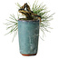 Pinus thunbergii, 8,5 cm, ± 8 ans