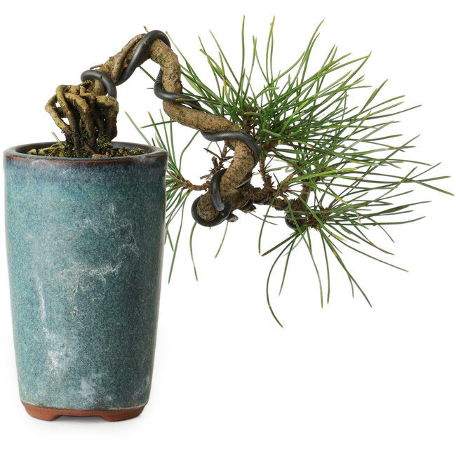 Pinus thunbergii, 8,5 cm, ± 8 ans