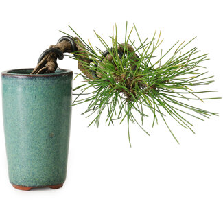Pinus thunbergii, 8,5 cm, ± 8 Jahre alt