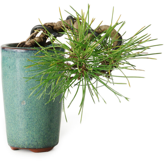 Pinus thunbergii, 8,5 cm, ± 8 años