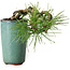 Pinus thunbergii, 8,5 cm, ± 8 years old