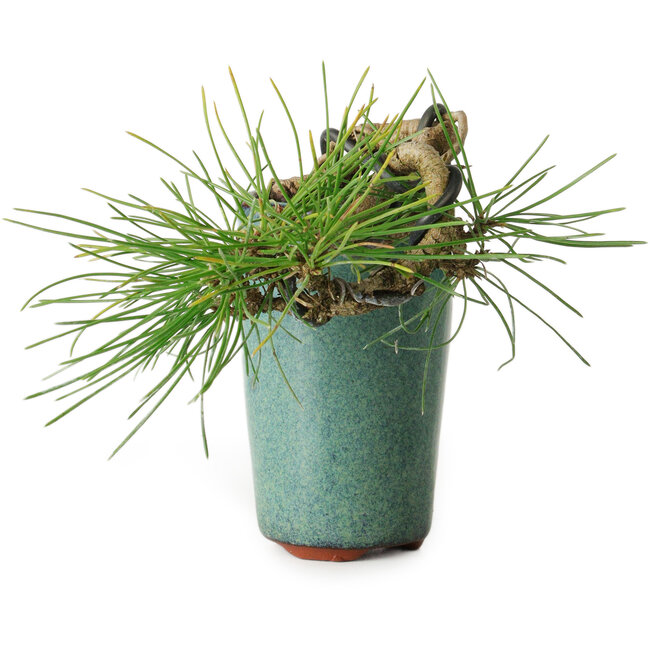 Pinus thunbergii, 8,5 cm, ± 8 años