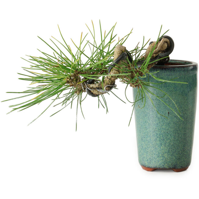 Pinus thunbergii, 8,5 cm, ± 8 years old