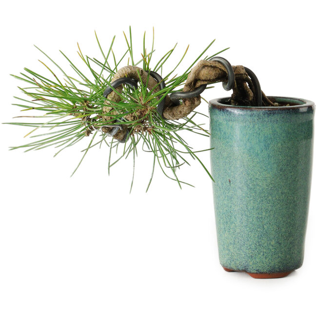 Pinus thunbergii, 8,5 cm, ± 8 years old