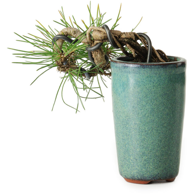 Pinus thunbergii, 8,5 cm, ± 8 ans