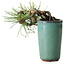 Pinus thunbergii, 8,5 cm, ± 8 jaar oud