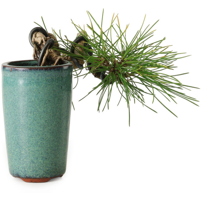 Pinus thunbergii, 8,5 cm, ± 8 Jahre alt