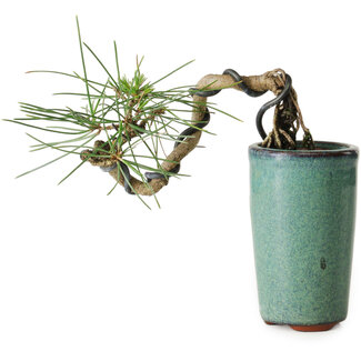 Pinus thunbergii, 8,5 cm, ± 8 años