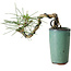 Pinus thunbergii, 8,5 cm, ± 8 jaar oud