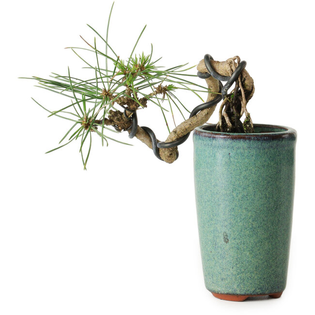 Pinus thunbergii, 8,5 cm, ± 8 años