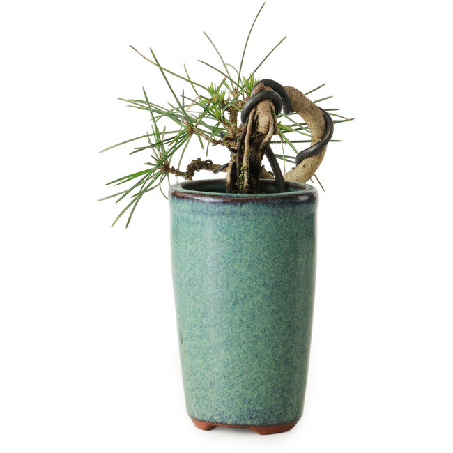Pinus thunbergii, 8,5 cm, ± 8 years old