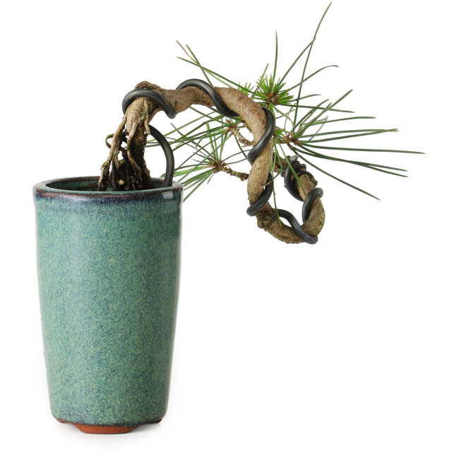 Pinus thunbergii, 8,5 cm, ± 8 años