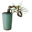 Pinus thunbergii, 8,5 cm, ± 8 jaar oud