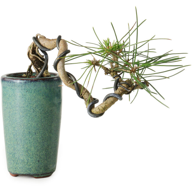 Pinus thunbergii, 8,5 cm, ± 8 Jahre alt