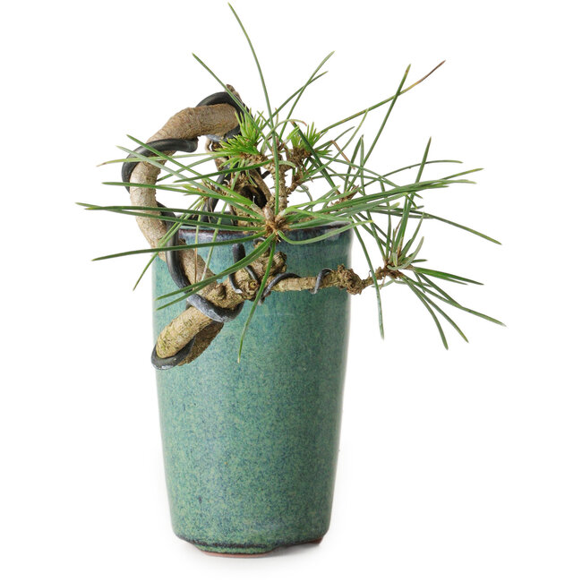 Pinus thunbergii, 8,5 cm, ± 8 jaar oud