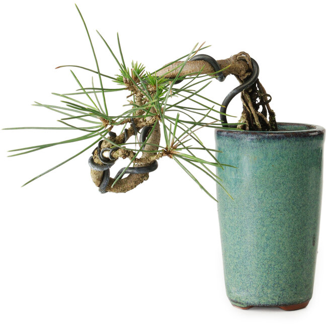 Pinus thunbergii, 8,5 cm, ± 8 ans