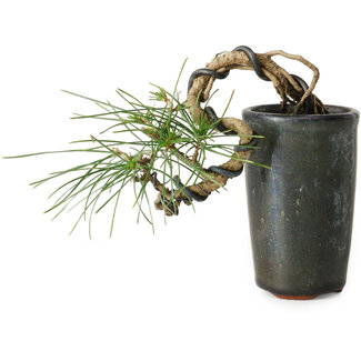 Pinus thunbergii, 8,5 cm, ± 8 ans