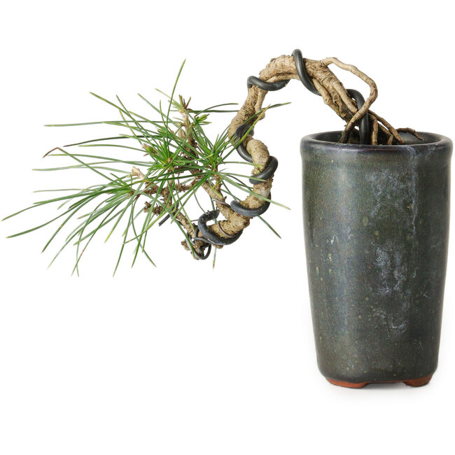 Pinus thunbergii, 8,5 cm, ± 8 anni