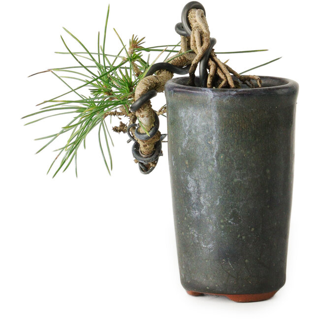 Pinus thunbergii, 8,5 cm, ± 8 Jahre alt