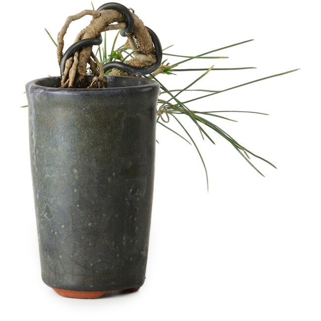 Pinus thunbergii, 8,5 cm, ± 8 años