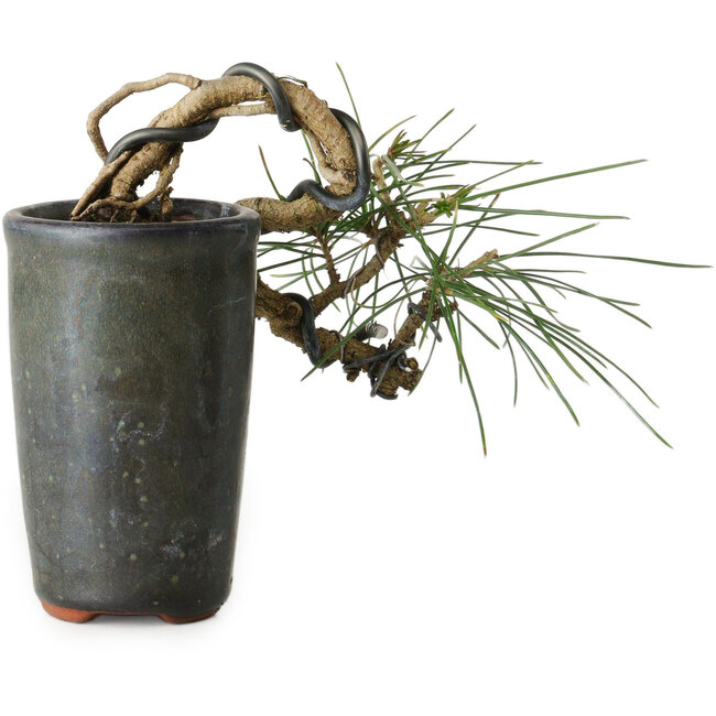 Pinus thunbergii, 8,5 cm, ± 8 años
