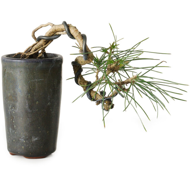 Pinus thunbergii, 8,5 cm, ± 8 años