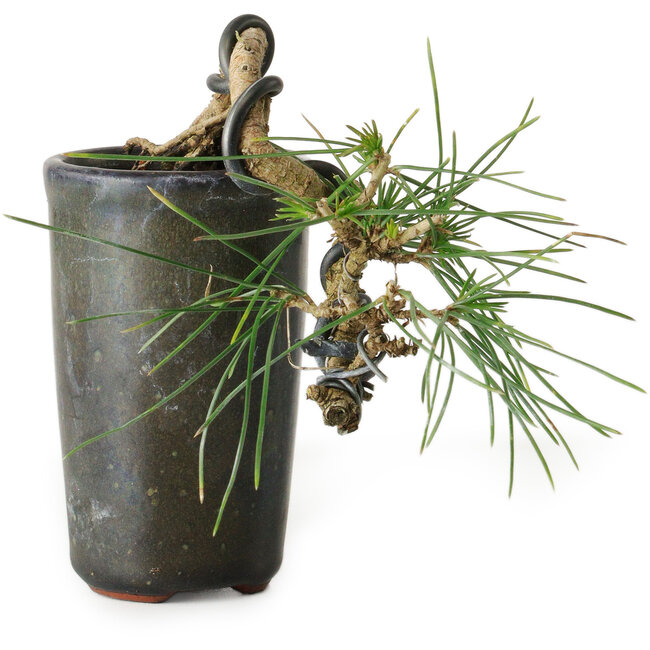 Pinus thunbergii, 8,5 cm, ± 8 jaar oud