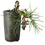 Pinus thunbergii, 8,5 cm, ± 8 jaar oud