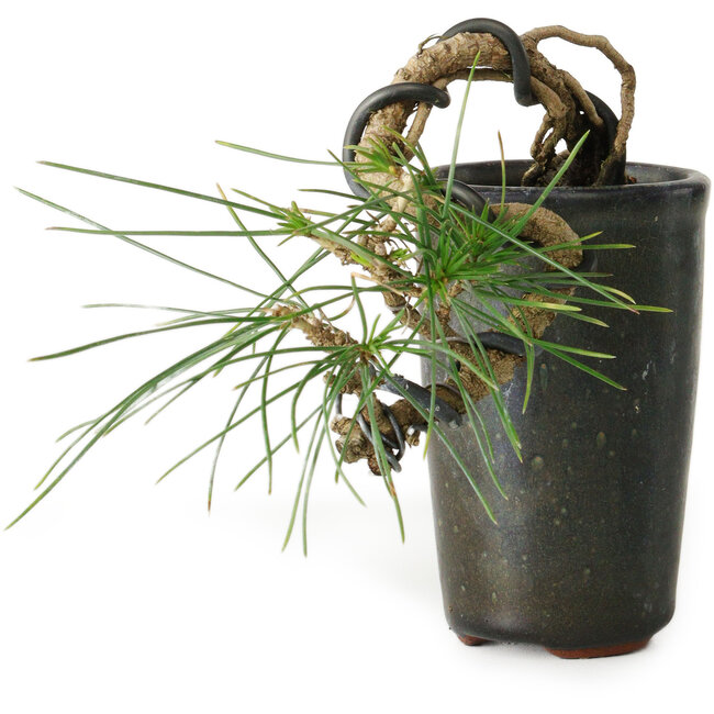 Pinus thunbergii, 8,5 cm, ± 8 anni