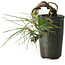 Pinus thunbergii, 8,5 cm, ± 8 jaar oud