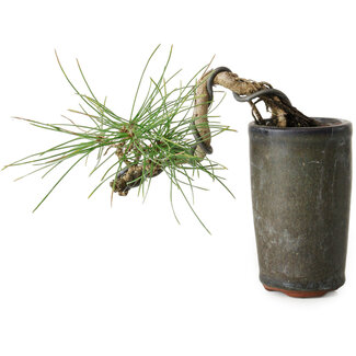 Pinus thunbergii, 8,5 cm, ± 8 years old