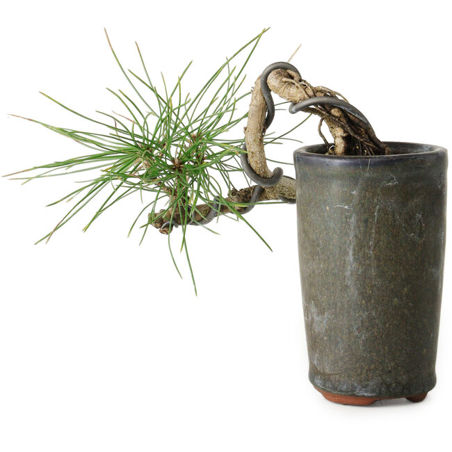 Pinus thunbergii, 8,5 cm, ± 8 ans