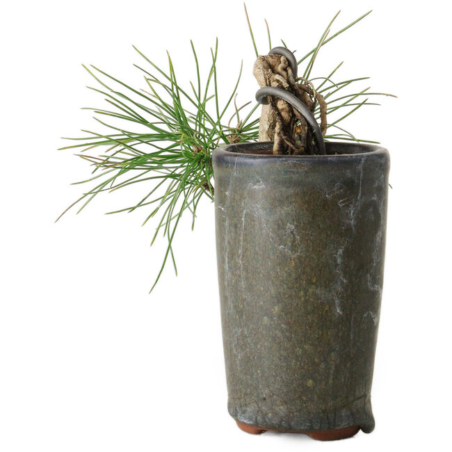 Pinus thunbergii, 8,5 cm, ± 8 years old