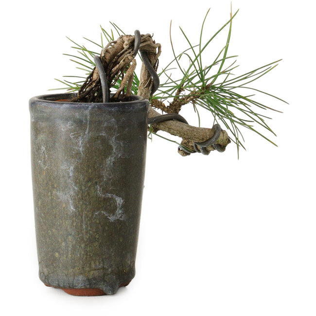 Pinus thunbergii, 8,5 cm, ± 8 jaar oud