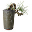 Pinus thunbergii, 8,5 cm, ± 8 years old