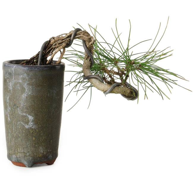 Pinus thunbergii, 8,5 cm, ± 8 Jahre alt