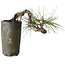 Pinus thunbergii, 8,5 cm, ± 8 ans