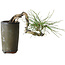 Pinus thunbergii, 8,5 cm, ± 8 anni
