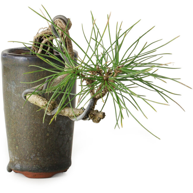 Pinus thunbergii, 8,5 cm, ± 8 Jahre alt