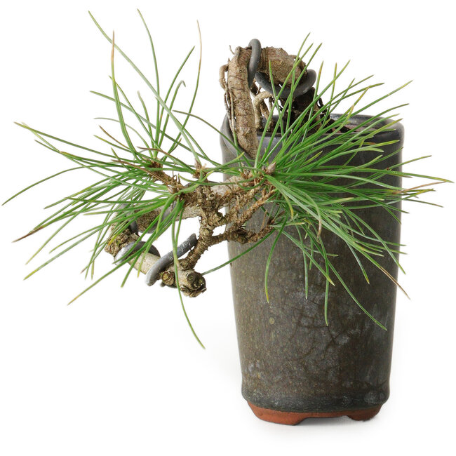 Pinus thunbergii, 8,5 cm, ± 8 Jahre alt