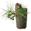 Pinus thunbergii, 8,5 cm, ± 8 ans