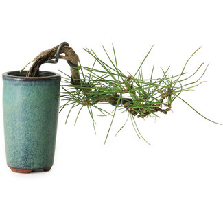 Pinus thunbergii, 8,5 cm, ± 8 jaar oud