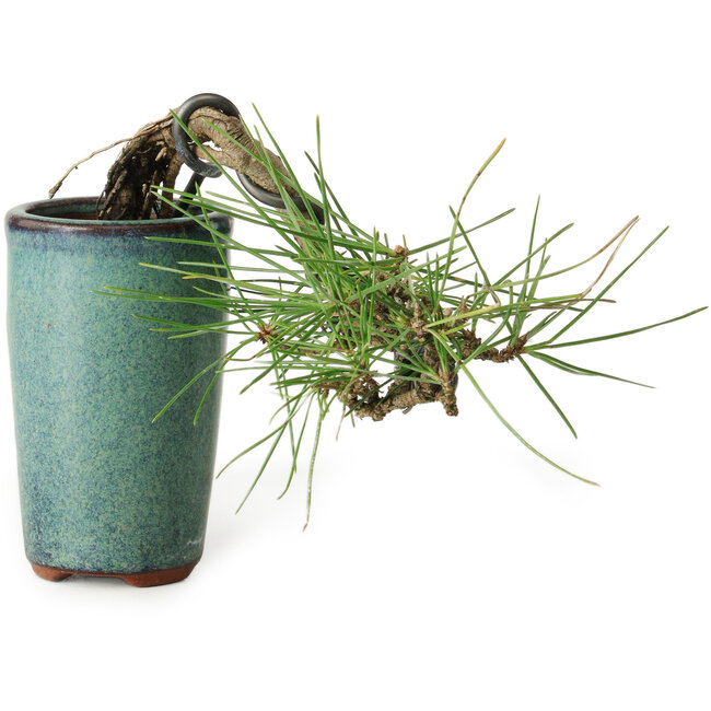 Pinus thunbergii, 8,5 cm, ± 8 años