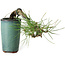 Pinus thunbergii, 8,5 cm, ± 8 jaar oud