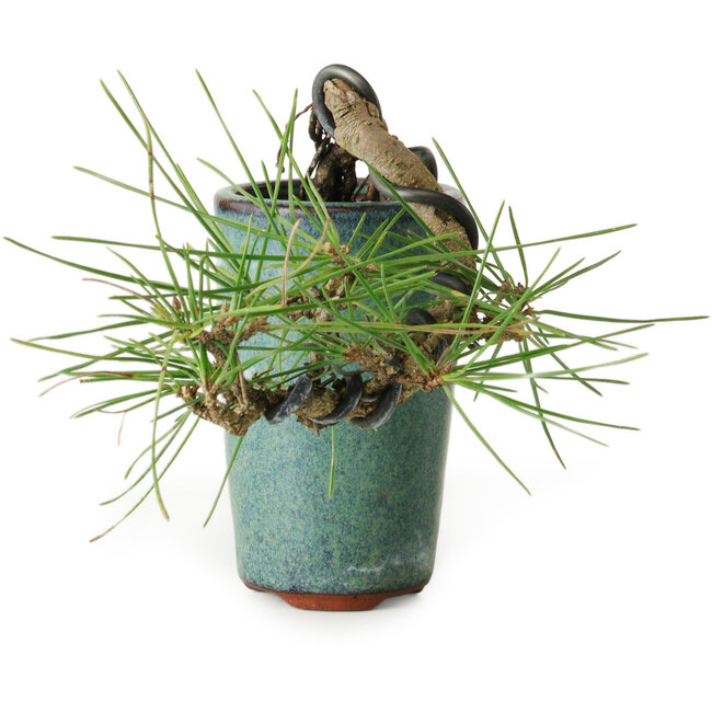 Pinus thunbergii, 8,5 cm, ± 8 years old